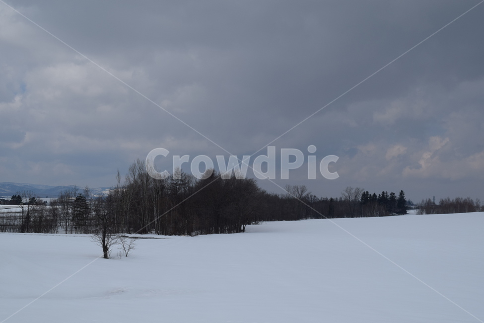 일본,홋카이도,비에이,겨울,눈,풍경,나무,일본사진,일본여행,일본풍경,japan,hokkaido,biei,snow,tree,겨울,계절,winter,season,자연,풍경,nature,landscape,outdoors,옥외