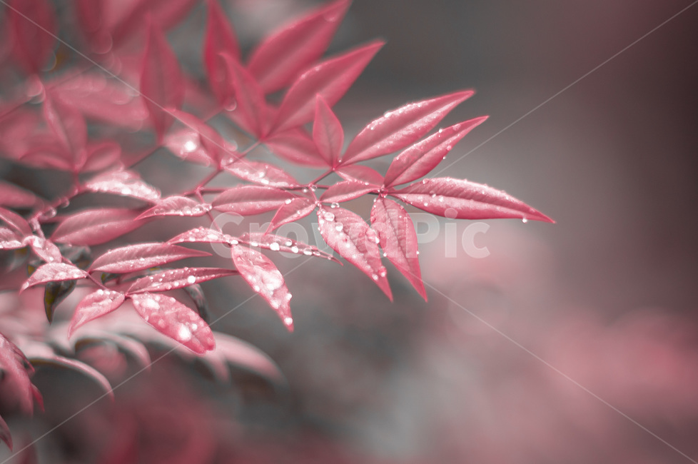 leaf,잎,plant,식물,tree,나무,maple,단풍,가을,계절,fall,autumn,season