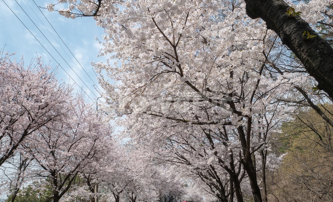 벚꽃,봄,은혜로,좋은날씨,4월,봄,계절,spring,season,plant,식물,flower,꽃,blossom