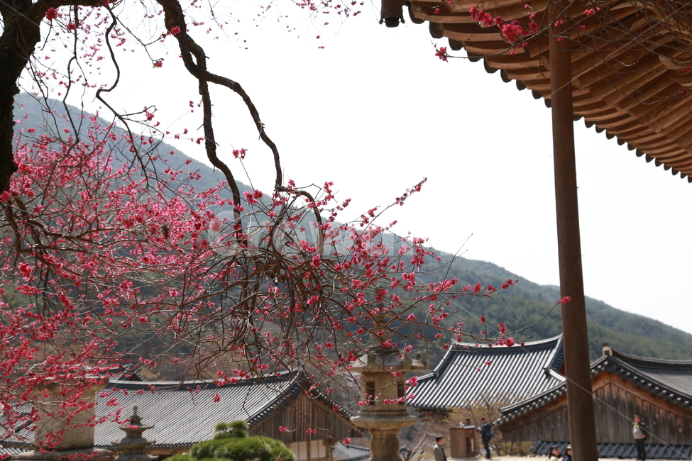 구례화엄사,각황전흑매화,매화,꽃,봄,봄,계절,spring,season,한국전통,한국문화,korean traditional,korean culture,식물,자연,plants,nature,나무,trees,wood,종교,신앙,religion,belief,faith,건축물,건물외관,exterior,building,structure,architecture,construction