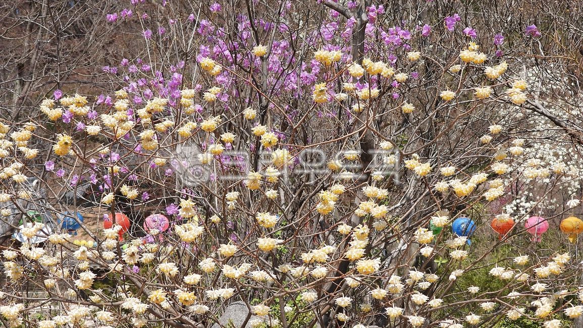 삼지닥나무,닥나무,팥꽃나무과,낙엽관목,edgeworthia,chrysantha,제지,삼지닥,호아서향,삼아목,삼지목,황서향나무,꽃,flower,blossom,plant,식물