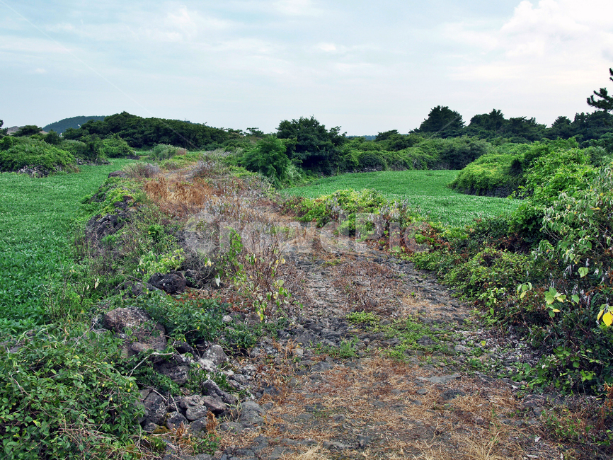 오시록헌농로,밭,농작물,제주,올레14코스,올레길,농로,자연,풍경,nature,landscape,ground,바닥,outdoors,옥외