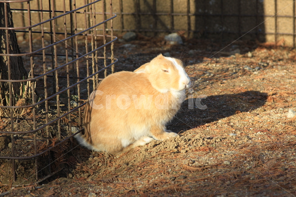 animal,동물,bunny,토끼,cute,동물,animal