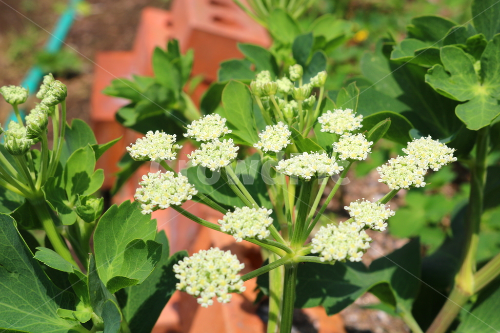 Herbs,white flower,Ssam vegetables,nature,windbreak flower,Agricultural products,vegetable,small flower,flower,wildflowers,Perilla oil sprouts,plant,windbreak greens