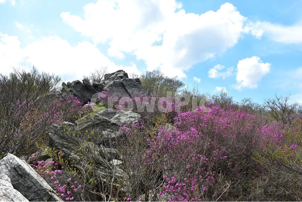 주작산,덕룡산,종주,진달래,풍경,기암,바위,비경,봄풍경,진달래꽃,강진,명산,산행,등산,마운틴,힐링,mountain,landscape,자연,natural,봄,계절,spring,season,자연,풍경,nature,landscape,outdoors,옥외,garden,정원,arbour,정자