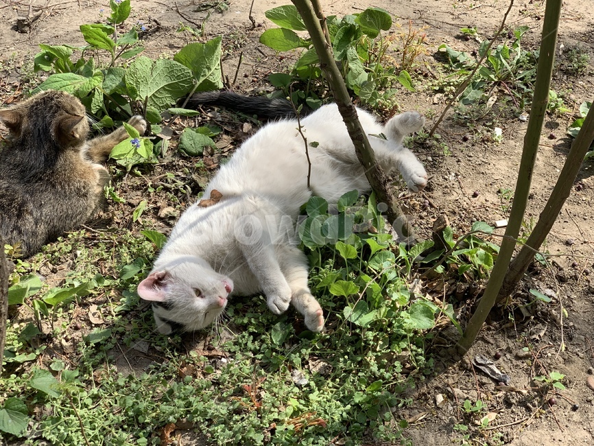 고양이,길고양이,길냥이,풀숲,여유,동물,animal,포유류,mammal,고양이,cat,kitten,kitty