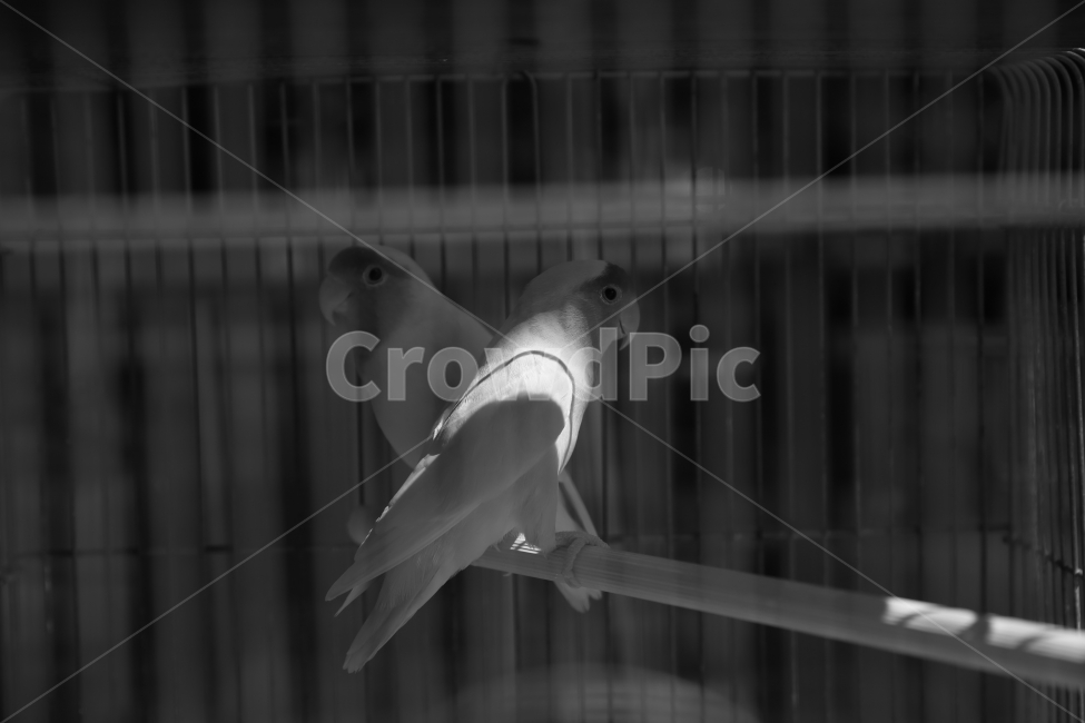 흑백,빛,새,앵무새,판매,동물,animal,조류,새,birds,흑백,모노톤,monochrome,black and white
