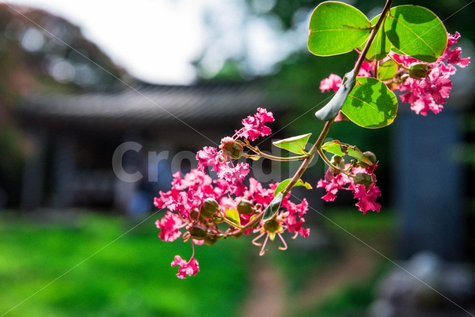 Outfocusing,pink,Damyang,Myeongokheon Garden,zinnia