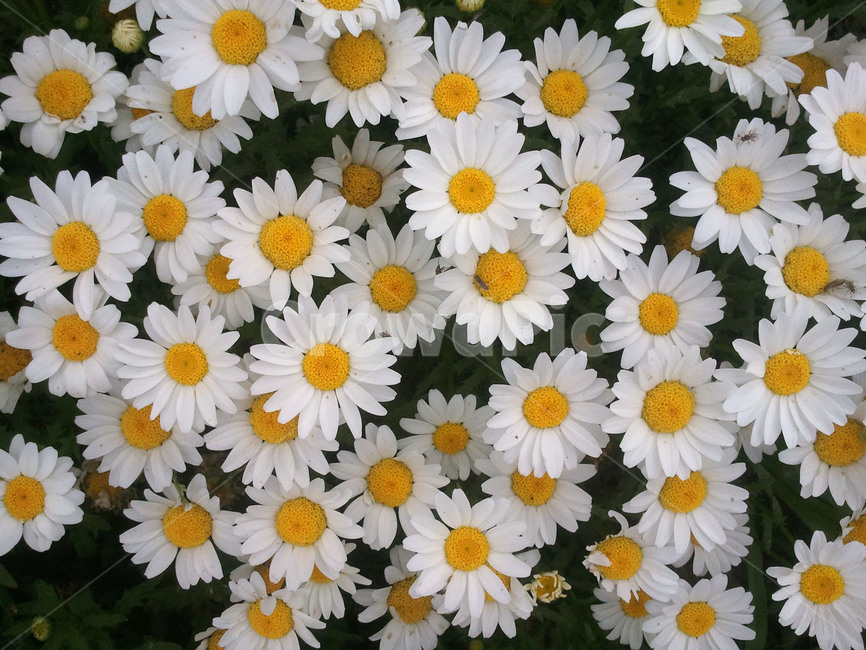 wild chrysanthemum,Chrysanthemum,bouquet,wild flowers,flower