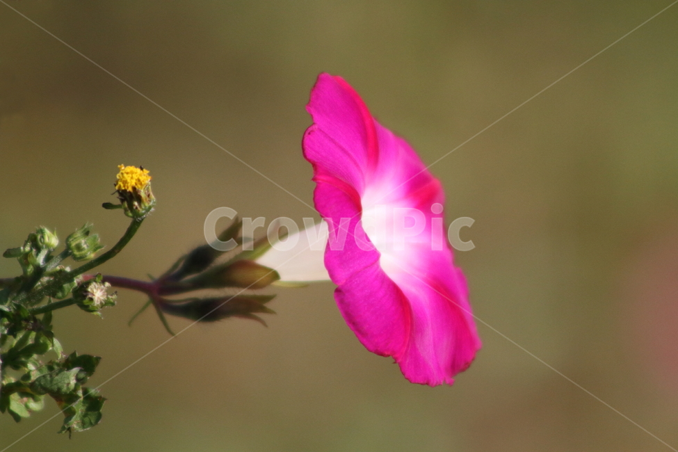 나팔꽃,꽃,식물,morningglory,lobedleafpharbitis,식물,자연,plants,nature,꽃,flower