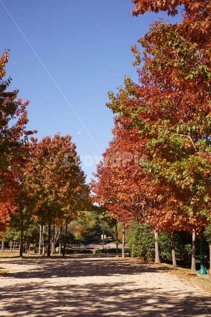 한국,가을,낙엽,단풍,플라타너스,따뜻함,햇살,fall,쓸쓸함,울산대공원,가을,계절,fall,autumn,season,tree,나무,plant,식물,maple