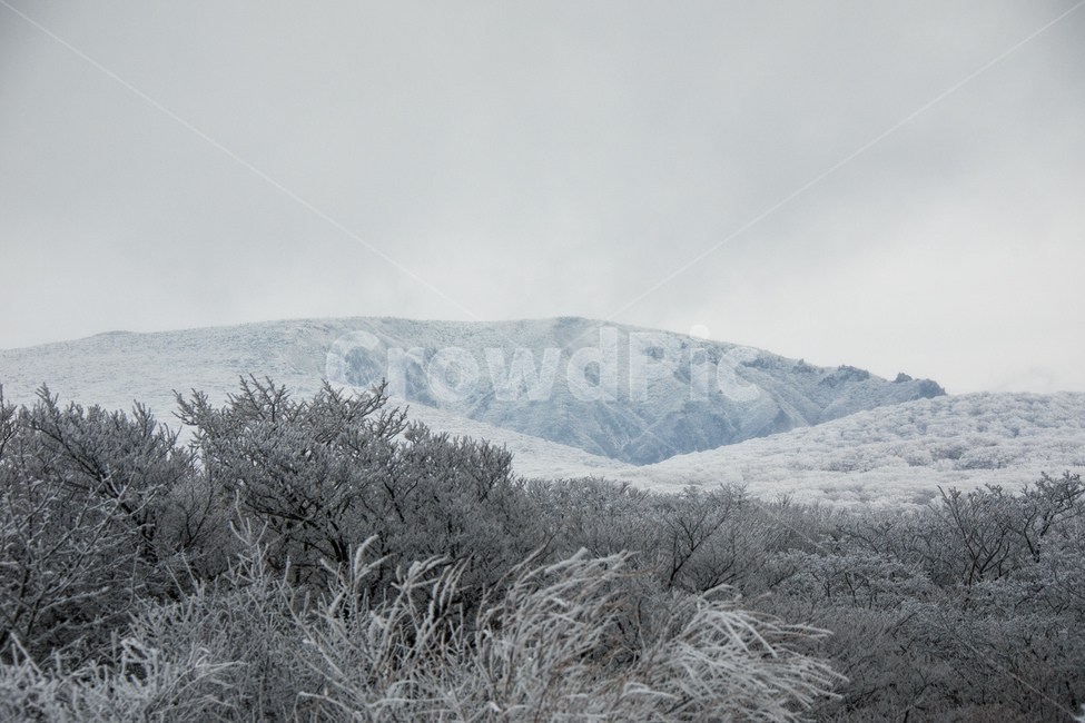 눈,설경,한라산설경,풍경,snow,landscape,1100고지,겨울,계절,winter,season,자연,풍경,nature,landscape,outdoors,옥외,frost,서리