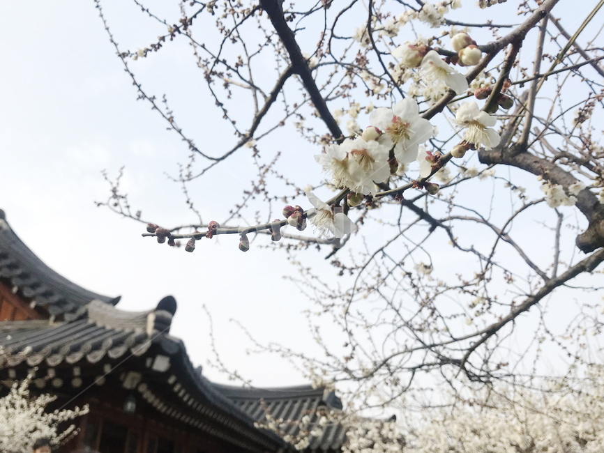 매화,매화꽃,기와집,광양매화마을,하늘,자연,꽃,봄,계절,spring,season,한국전통,한국문화,korean traditional,korean culture,plant,식물