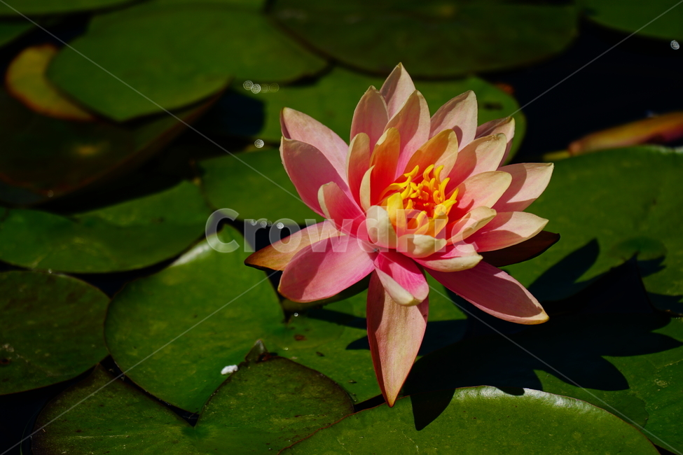 수련,연꽃,여름꽃,플라워,flower,lotus,waterlily,pondlìly,식물,자연,plant,nature,연못,연잎,연꽃잎,꽃,수생식물,pond,수중식물,여름,summer