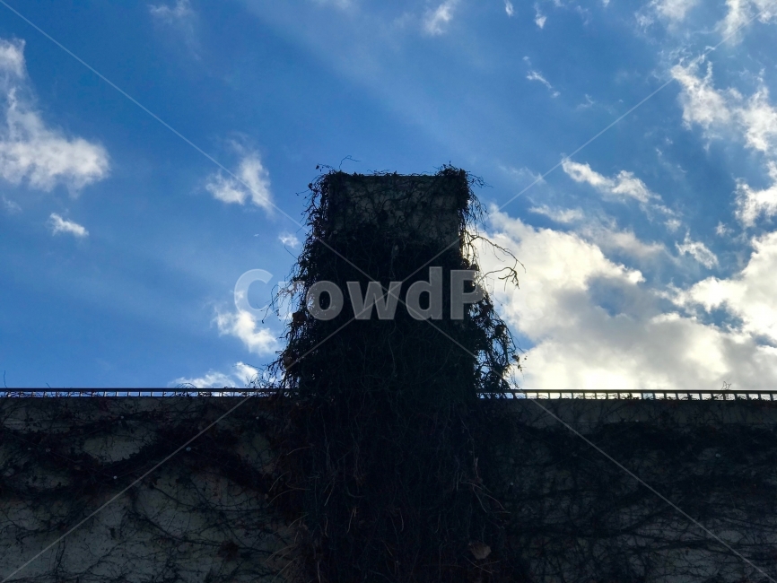 하늘,가을,푸른,우뚝,솟은,건물,식물,자연,plants,nature,건축물,건물외관,exterior,building,structure,architecture,construction