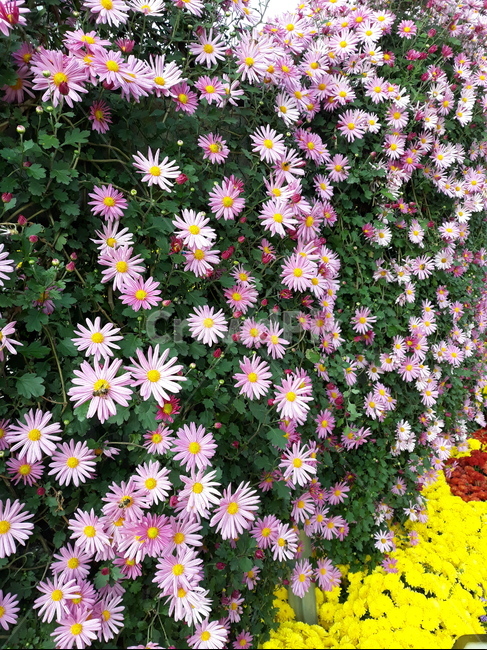 국화,가을,나들이,국화축제,국화향기,공원,산책,식물,자연,plants,nature,꽃,flower