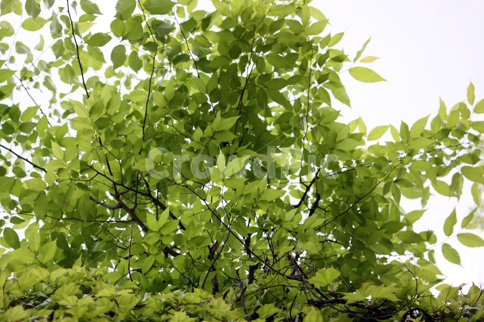 식물,leaf,잎,tree,나무,나뭇잎,잎사귀,식물,자연,plants,nature