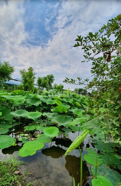 자연,양평,초록,green,연꽃잎,여름,summer,연꽃