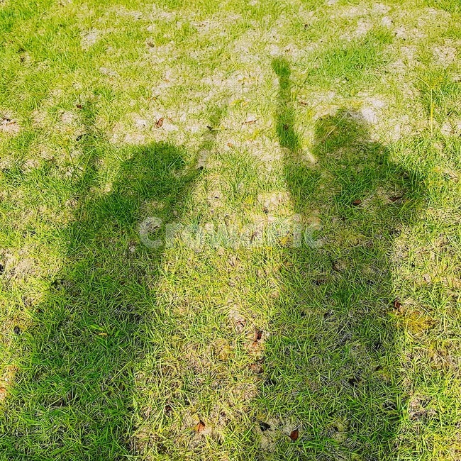 grass,plant,잔디,shadow,그림자,식물,ground,바닥,초록,green,field,들,인물실루엣,사람실루엣,character silhouette,human silhouette