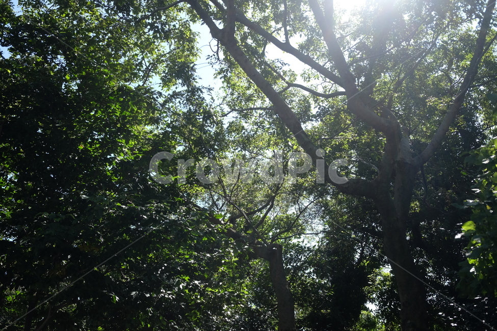 나무,식물,빛,flare,plant,light,플레어,자연