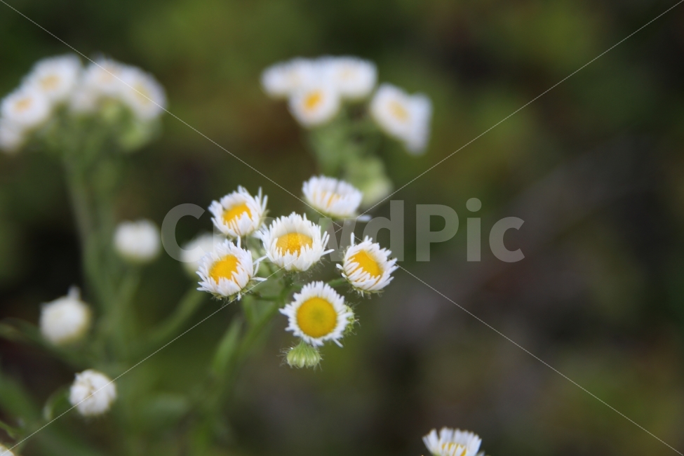 아웃포커싱,접사,꽃,따뜻함,노란꽃,흰꽃,감성,식물,자연,plants,nature,꽃,flower