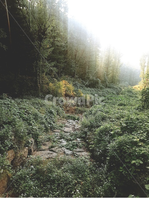 숲,나무,신비로움,가을,초록,자연,풍경,nature,landscape,light,빛,flare,플레어