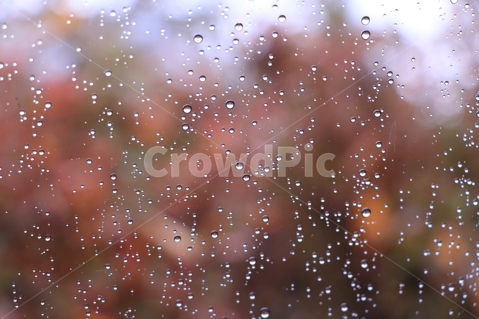 가을,낙엽,비,autumn,rain,가을비,autumnalrain,가을,계절,fall,autumn,season,감성,sensible,feeling,비,비오는날,rain,rainy,nature,자연,outdoors,옥외