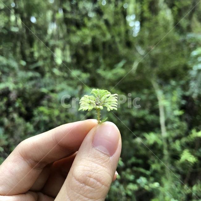 자연,식물,이끼,우산이끼,접사,식물,자연,plants,nature