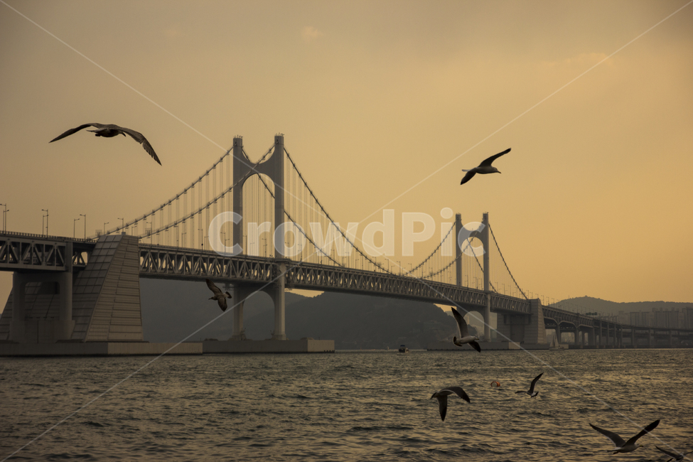 animal,동물,bird,새,갈매기,바다,부산,busan,광안대교,해질녘,광안,광안리,건축물,건물외관,exterior,building,structure,architecture,construction