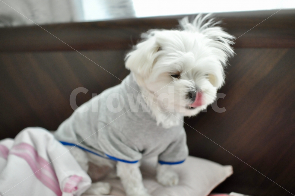 강아지,졸림,말티즈,아침,잠,동물,animal,포유류,mammal,개,강아지,dog,doggy
