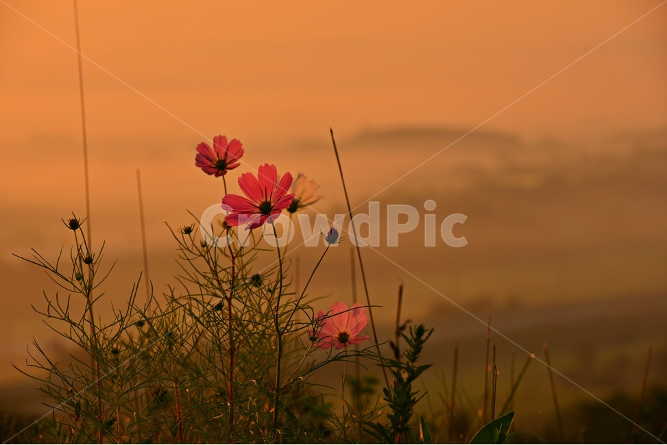 전남,함평,밀재,밀재일출,여명,아침,해돋이,sky,하늘,dawn,새벽,redsky,붉은하늘,fog,안개,plant,식물,nature,자연,outdoors,옥외,scenery,풍경,landscape,경치,mountain,산,코스모스,꽃