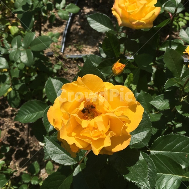장미,꽃,노랑,노란,벌,꿀벌,노란꽃,노란장미,노랑장미,bee,rose,yellow,flower,nature,로즈,식물,자연,plants,nature,꽃,flower,동물,animal,곤충,벌레,insect,bug