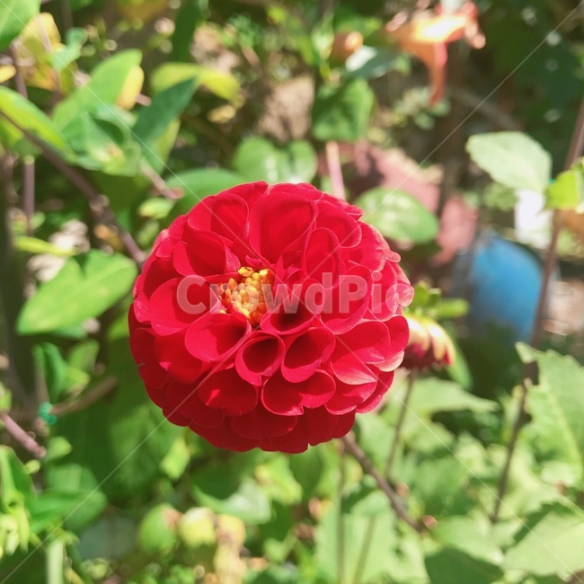 식물,꽃,plant,flower,자연