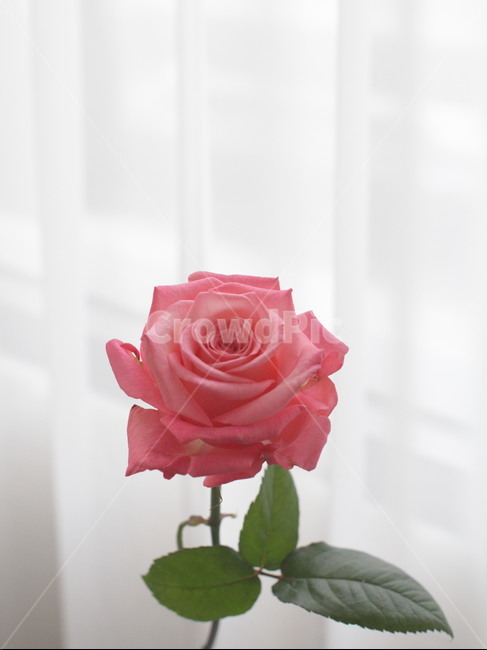 꽃,장미꽃,장미,플라워,핑크장미,꽃한송이,식물,자연,plants,nature,꽃,flower