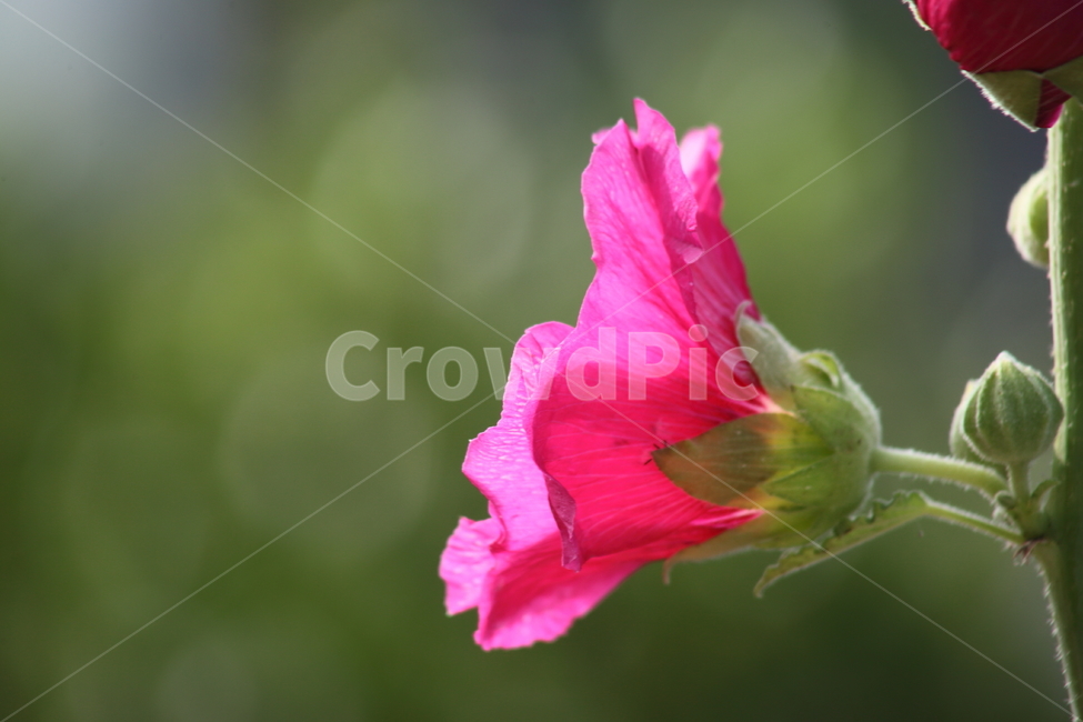 접시꽃,꽃,여름,촉규화,hollyhock