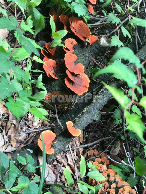 버섯,mushroom,식물,plants,자연,nature,버섯,mushroom