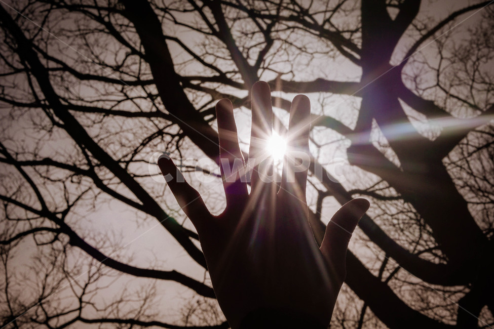 빛내림,빛반지,손,태양,봄,빛갈라짐,나무,따뜻함,식물,자연,plants,nature,나무,trees,wood,사람,인물,인간,human,person,신체일부,몸,body,감성,sensible,feeling