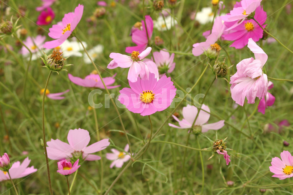 코스모스,가을,자연,꽃,fall,flower,flowers,cosmos,가을,계절,fall,autumn,season,식물,자연,plants,nature,꽃,flower,geranium,제라늄,blossom,plant,petal,꽃잎