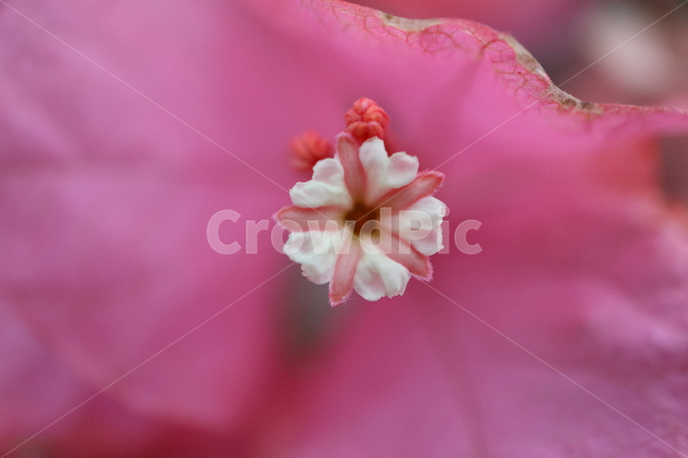 blossom,꽃,flower,plant,식물,부겐빌레아,bougainvillea,관목,부겐베리아,온실,쌍떡잎식물