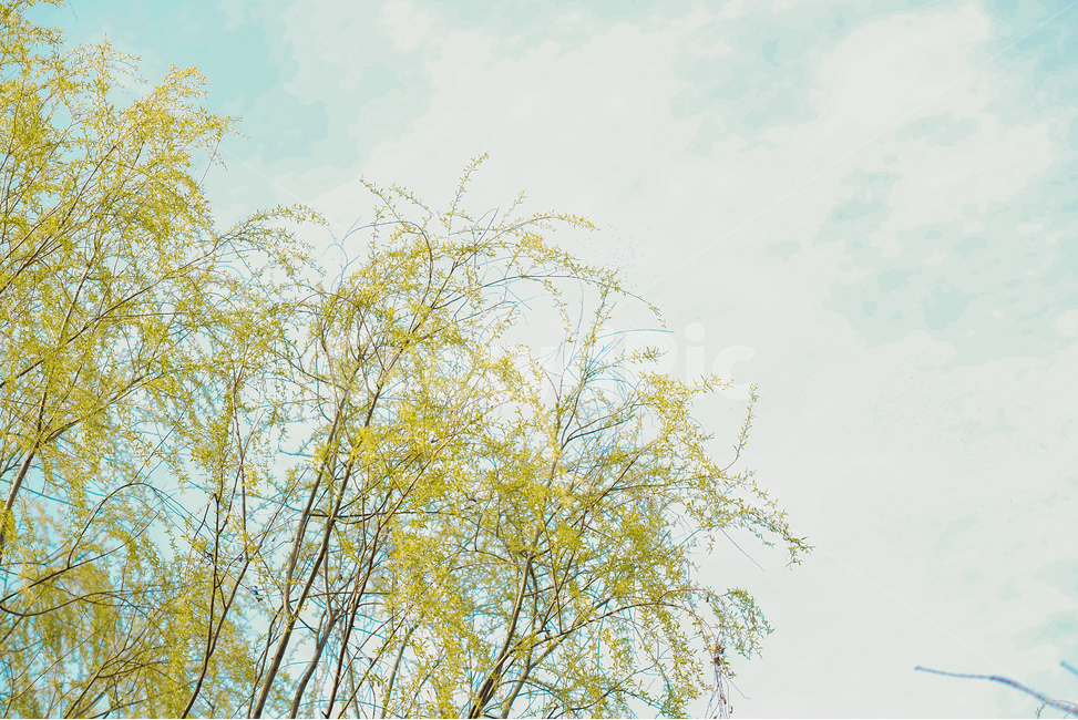 식물,나무,자연,벚꽃,가지,나뭇잎,감성,분위기,하늘,봄,계절,spring,season,식물,자연,plants,nature,꽃,flower,plant