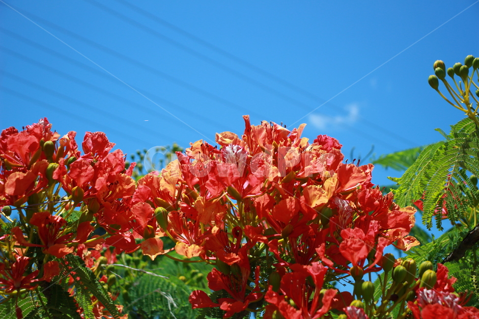 꽃,빨간꽃,flower,red,beautiful,빨강,빨간색,아름다움,초록색,잎,식물,자연,plants,nature,꽃,flower