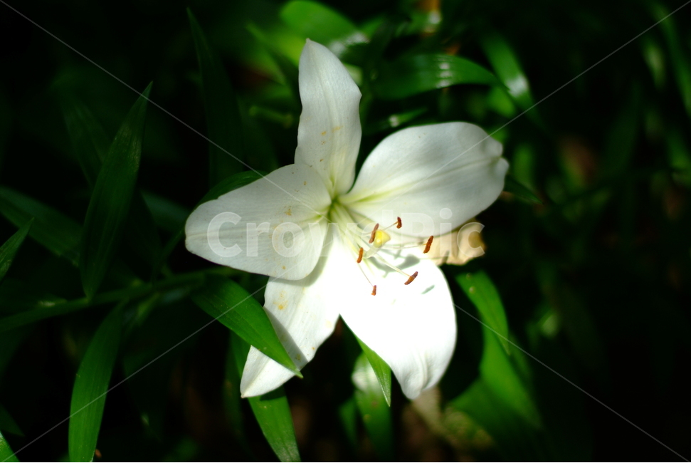 자연,꽃,흰꽃,화이트,그린,초록,풀,풀잎,흰색,식물,식물,자연,plants,nature,꽃,flower