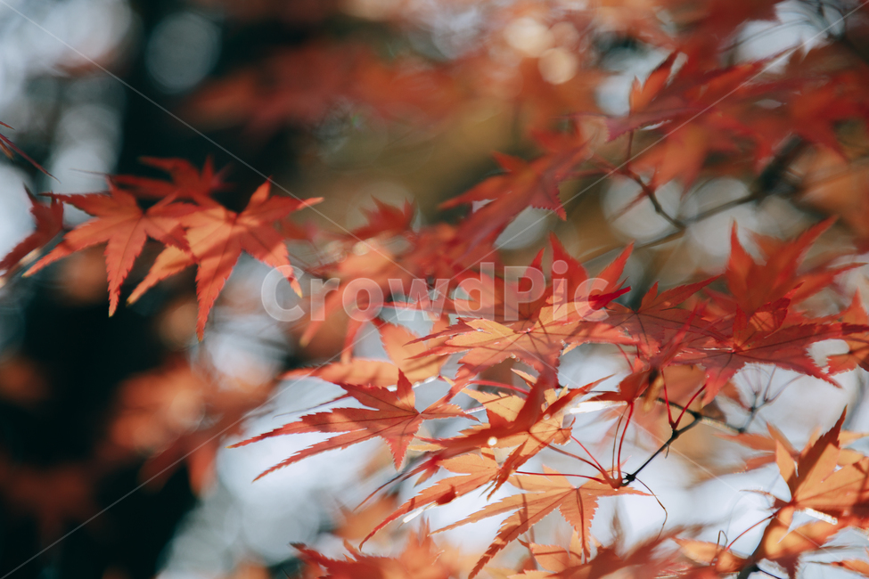 단풍,붉은,빨간,가을,나무,낙옆,잎,나뭇잎,가을,계절,fall,autumn,season,식물,자연,plants,nature,plant,leaf,tree,maple