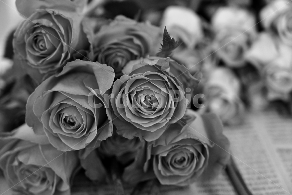 blossom,꽃,plant,식물,rose,장미,흑백,꽃,flower,흑백,모노톤,monochrome,black and white