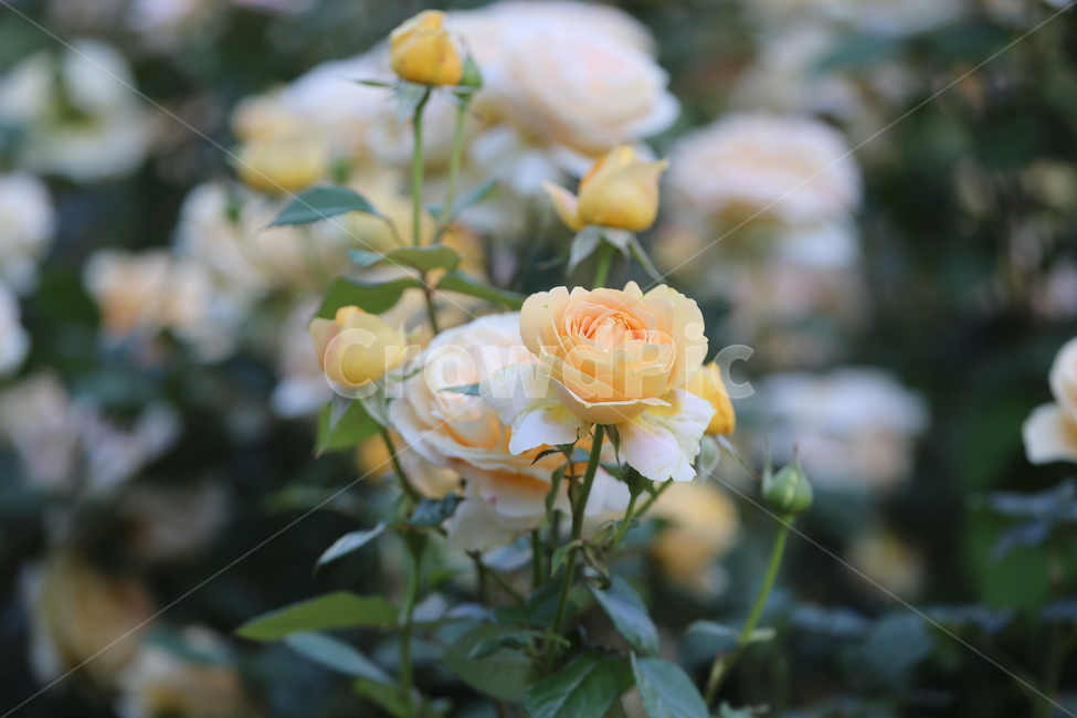 꽃,꽃잎,색,컬러,아름다운,색깔,형형색색,flower,장미,장미공원,식물,자연,plants,nature,꽃,flower