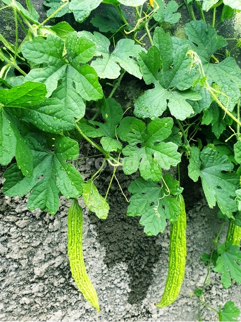 자연,여주,식물,plant,열매,과일,열매,fruit