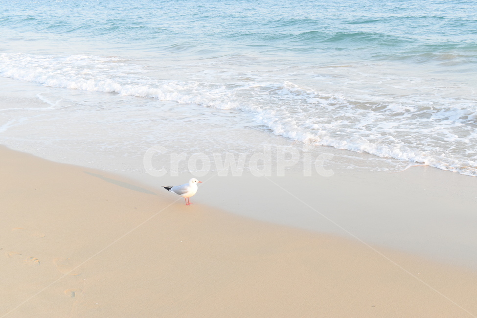 해안가,바다,백사장,파도,모래,모래사장,해안,갈매기,새,seagull,gull,bird,ocean,대양,물,해안선,shoreline,자연,nature,outdoors,옥외,sea,sendybeach,send,wave