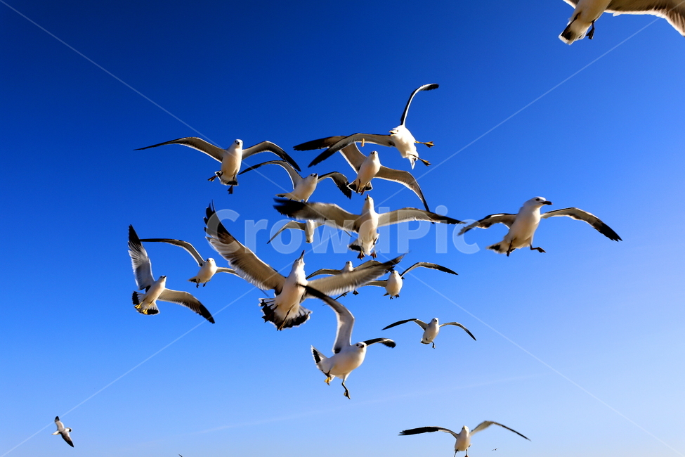 새,바다,풍경,자연,하늘,동물,animal,조류,새,birds