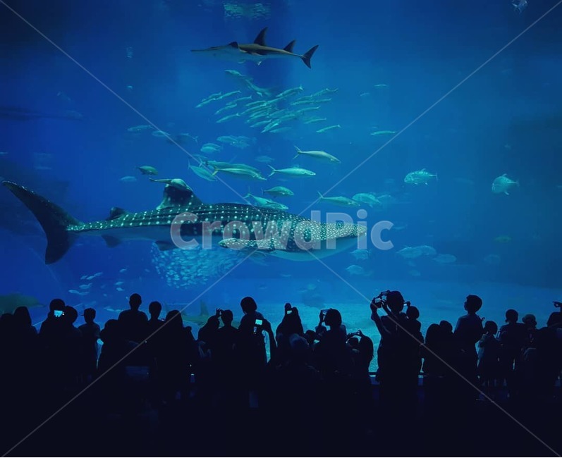 오키나와,수족관,고래상어,아쿠아리움,물고기,고래,상어,바다,물고기떼,일본,okinawa,japan,auarium,동물,animal,포유류,mammal,어류,물고기,fish,사람들,대중,군중,other people,crowd