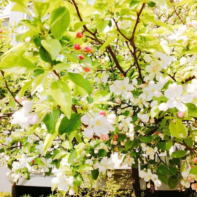 봄,꽃,하양,spring,blossom,white,greenary,애기사과,사과나무,배경,wallpaper,숲,forest,햇빛,sunlight,tree,nature,자연,fresh,warm,엽서사진,카드,정사각형사진,봄,계절,spring,season,식물,자연,plants,nature,꽃,flower,휴식,힐링,rest,relaxation,healing,plant